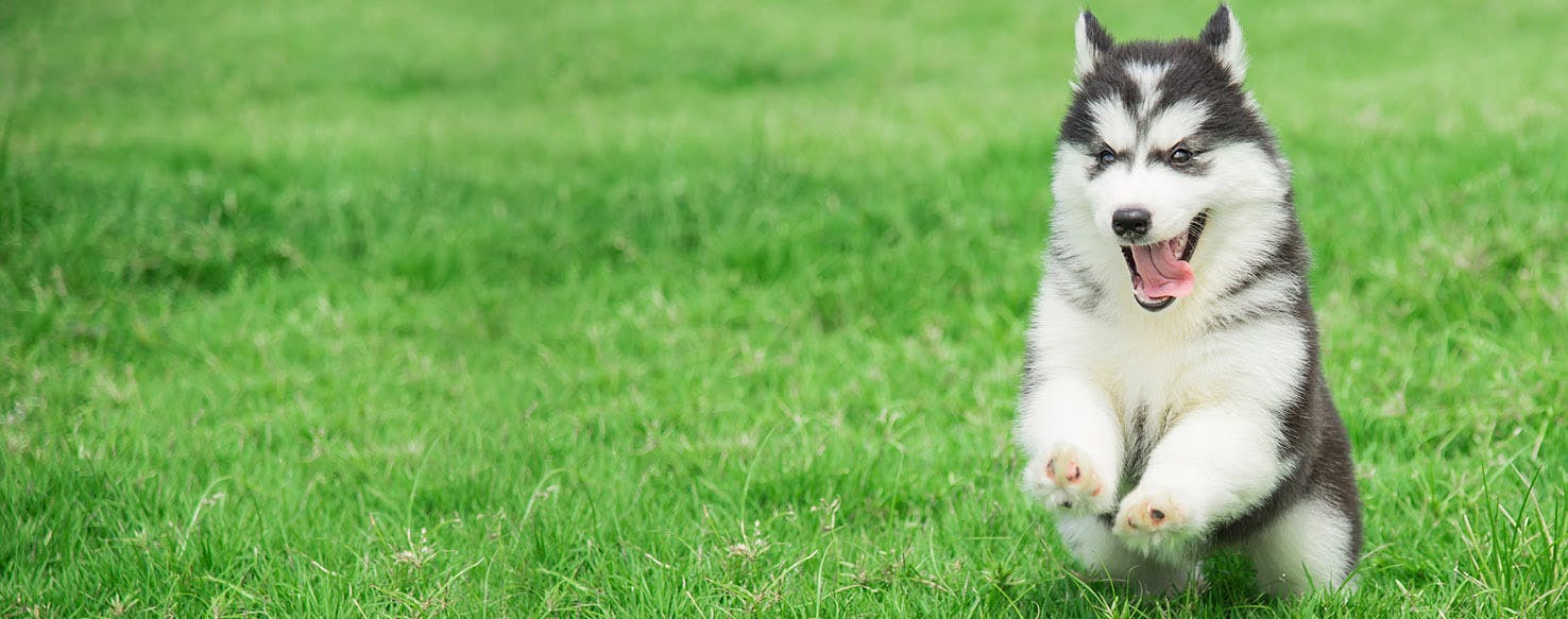 Cereal Inspired Dog Names Popular Male and Female Names Wag!